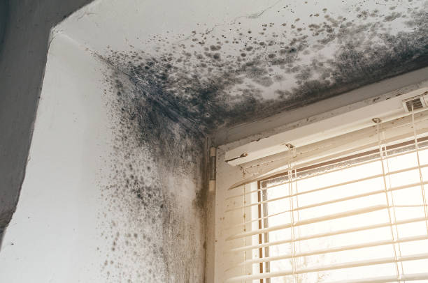 Affordable Crawl Space Mold Remediation solutions in Port Reading, NJ